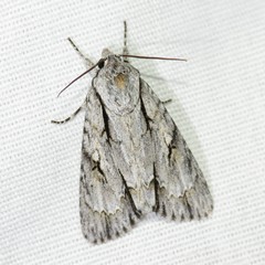 Acronicta thoracica