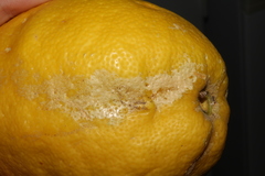 Heliothrips haemorrhoidalis