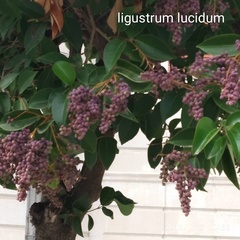 Ligustrum lucidum