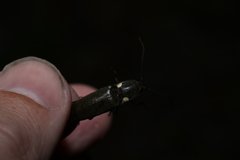 Ignelater havaniensis