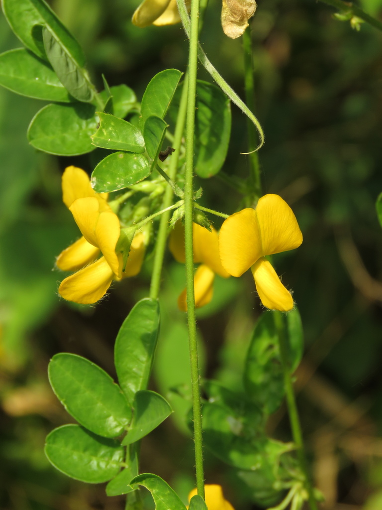Nissolia vincentina