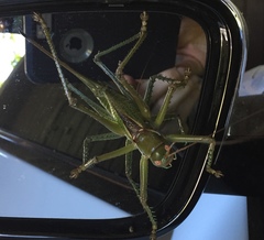 Neobarrettia spinosa