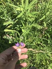 Triodanis leptocarpa