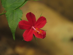 Hibiscus phoeniceus