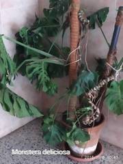 Monstera deliciosa