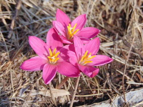 Foster's zephyrlily
