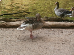 Anser anser