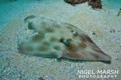 Aptychotrema rostrata