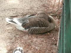 Anser anser