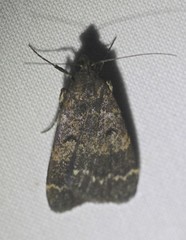 Hydrillodes dimissalis