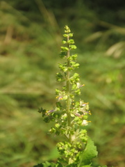 Ocimum campechianum