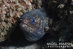 Gymnothorax pseudothyrsoideus