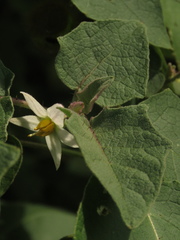 Solanum hirtum