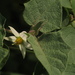Solanum hirtum - Photo (c) Mateo Hernandez Schmidt, some rights reserved (CC BY-NC-SA), uploaded by Mateo Hernandez Schmidt