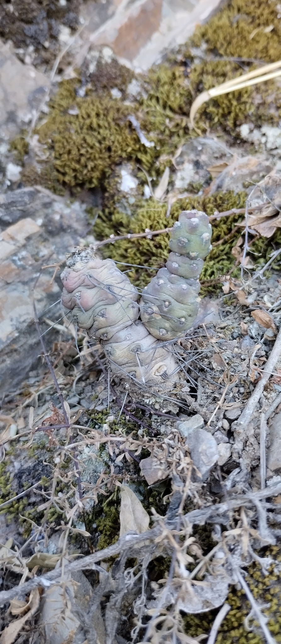 Imagem de Cacto-pedra