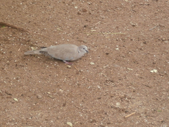 Streptopelia decaocto