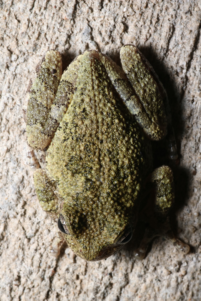 Gray Treefrog Species Complex from White River Gardens, 1200 W ...