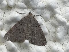 Ascotis fortunata