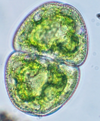 Cosmarium pyramidatum