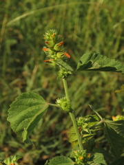 Malvastrum americanum