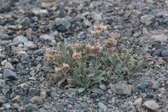 Phacelia hastata compacta