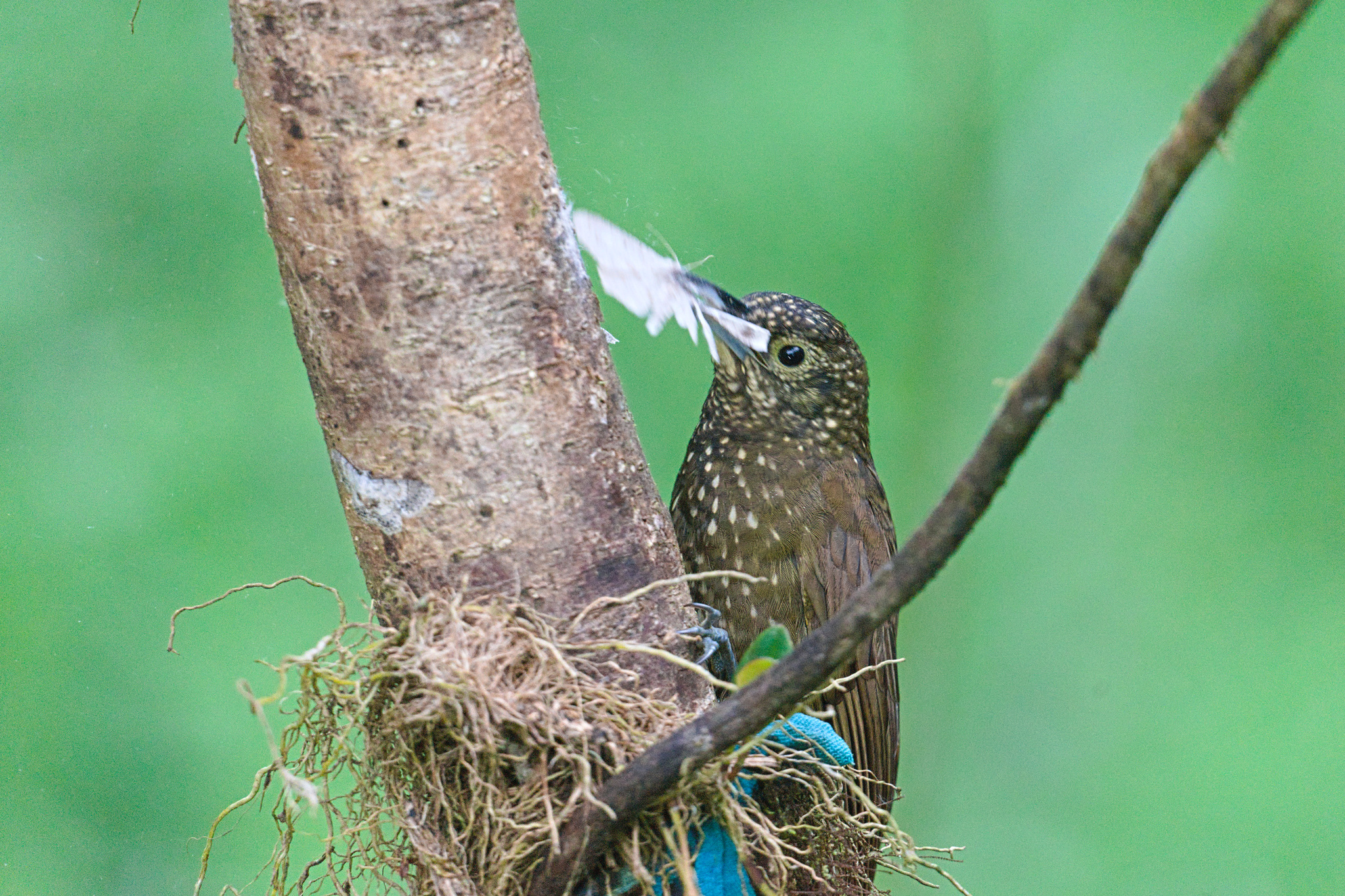 Olive-backed Woodcreeper (Xiphorhynchus triangularis), photo 10