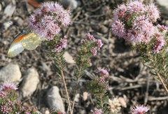 Agathosma cerefolium