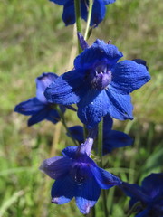 Delphinium alabamicum