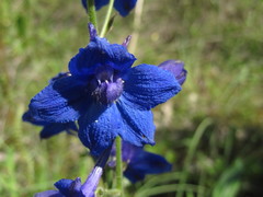Delphinium alabamicum