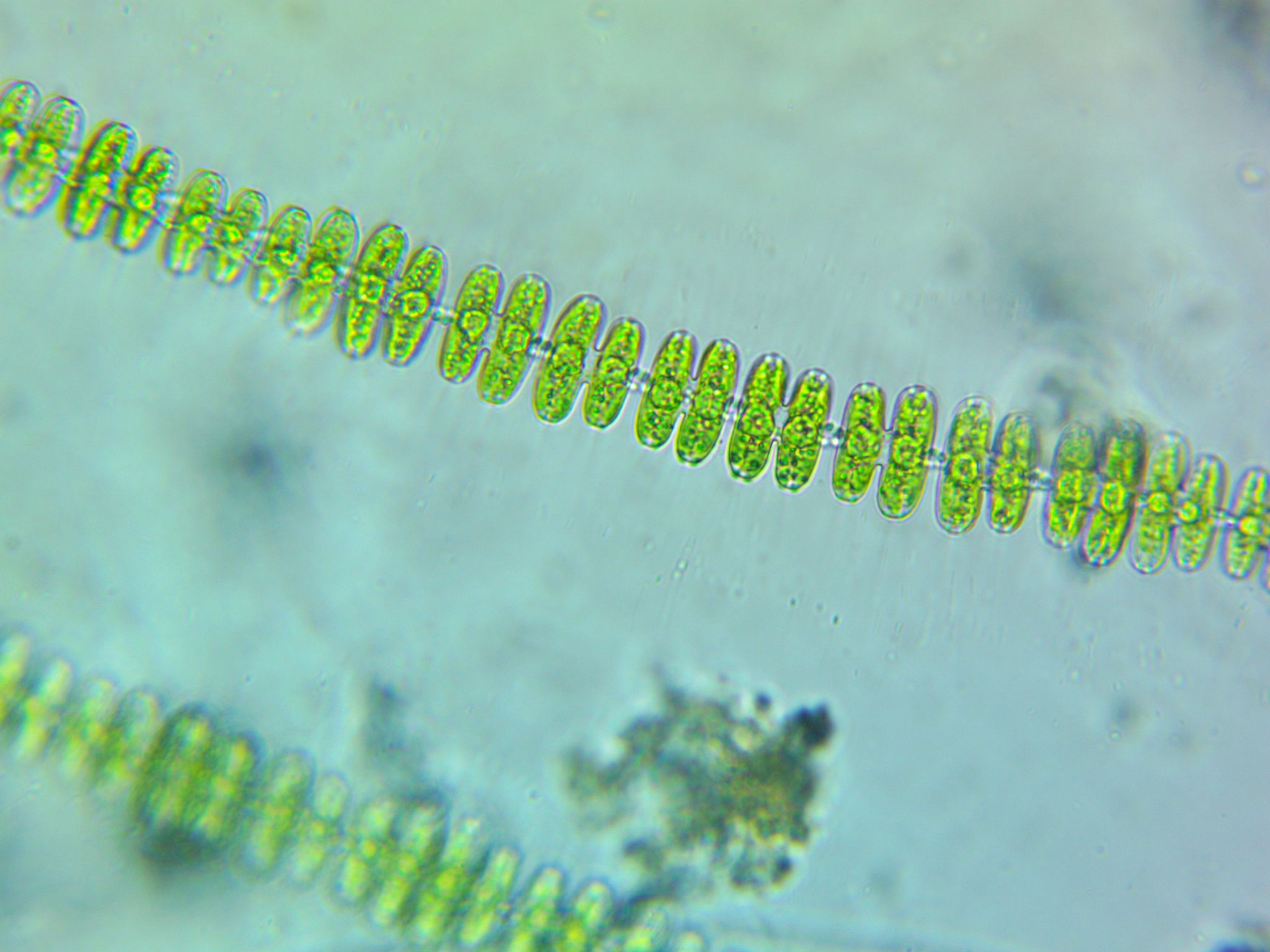 Sphaerozosma vertebratum