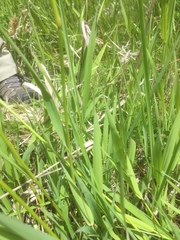 Alopecurus pratensis