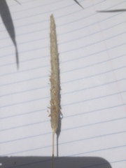 Alopecurus pratensis