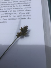 Carex pachystachya
