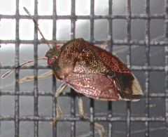 Menida spectabilis