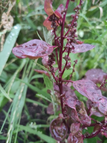 Image of Atriplex hortensis by (c) Sergey Basalaev, some rights reserved (CC BY)