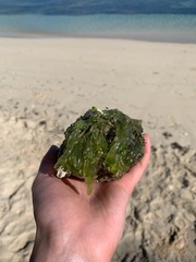 Siphonocladus tropicus