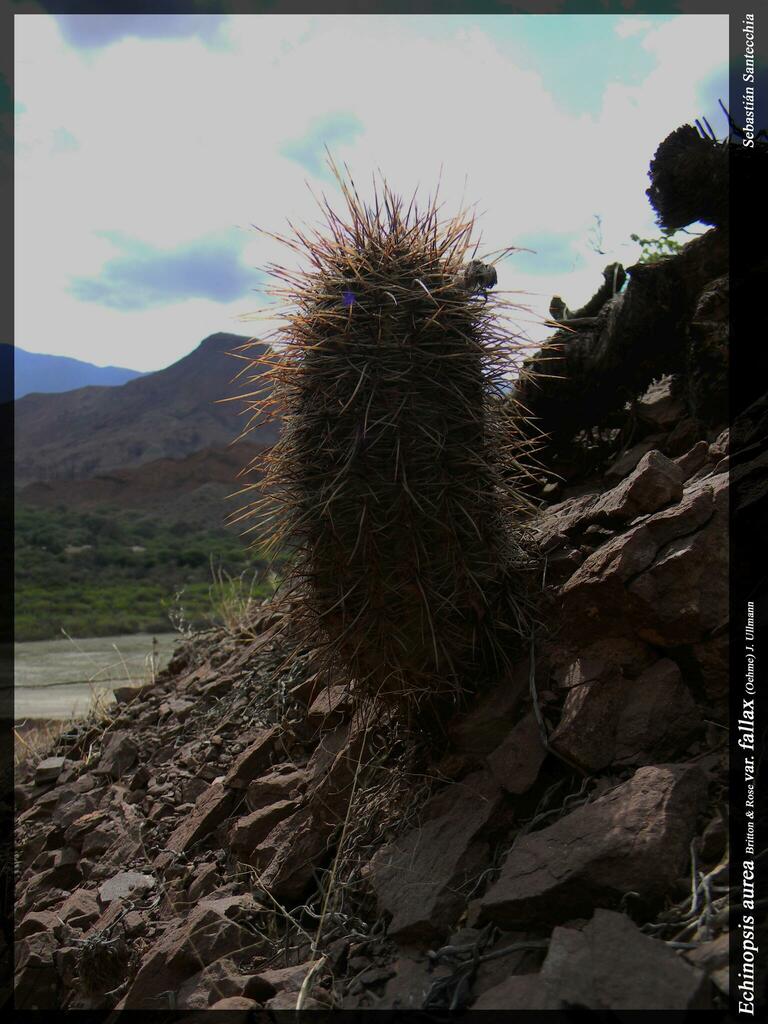 Lobivia callochrysea