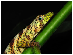 Banded Tree Anole photo 5