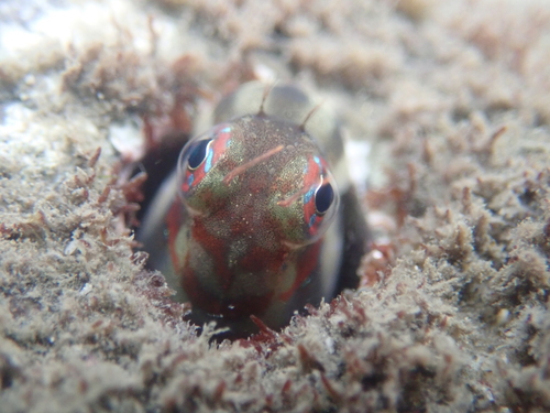 Interrupted blenny (Blenniella interrupta) — Blenniidae — 5