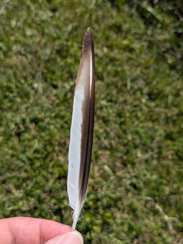 Plume de Gravelot kildir