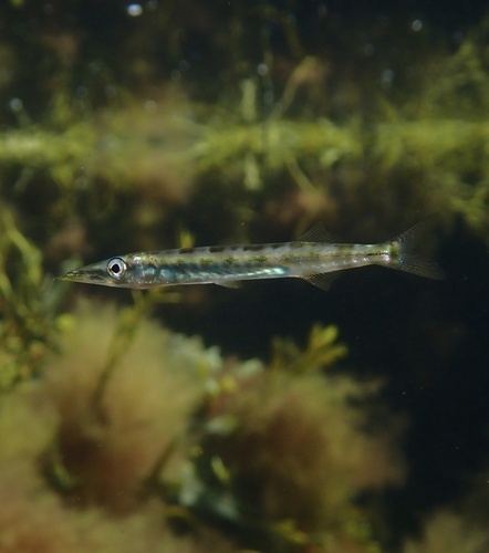 Barracuda (Sphyraena picudilla) — Sphyraenidae — 5
