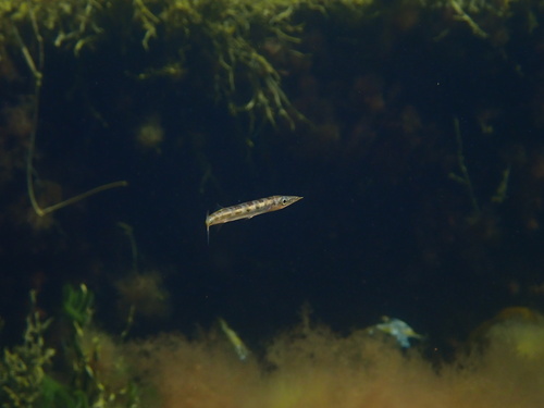 Barracuda (Sphyraena borealis) — Sphyraenidae