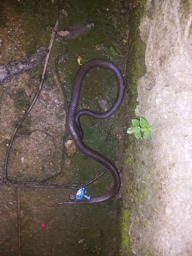 Photo of a Lesser Black Krait (Bungarus lividus)