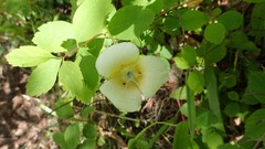 Calochortus apiculatus
