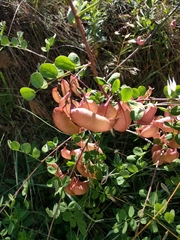 Colutea arborescens arborescens