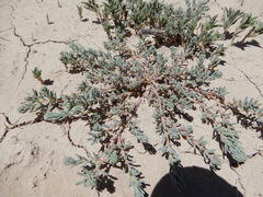 Suaeda calceoliformis