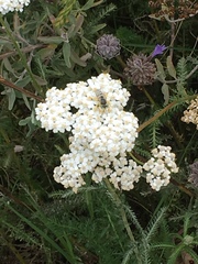 Bembix americana comata