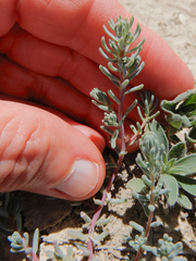 Suaeda calceoliformis