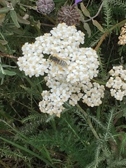 Bembix americana comata