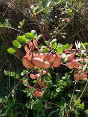 Colutea arborescens arborescens